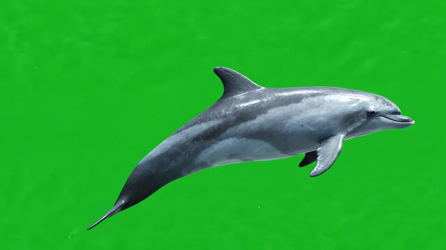 Graceful bottlenose dolphin swimming with realistic tail fluke motion in a seamless loop against a solid chroma key green screen background
