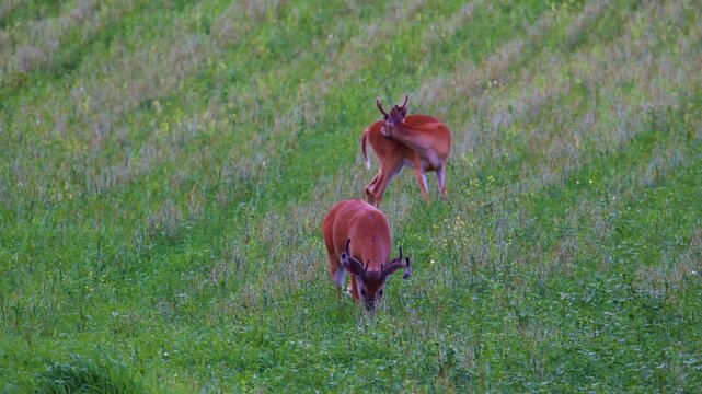 Two whitetail bucks with velvet antlers grazing in farm field