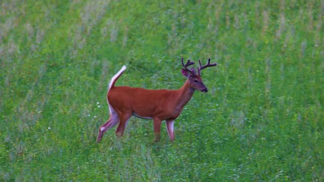 Whitetail buck with velvet antlers walking in farm field