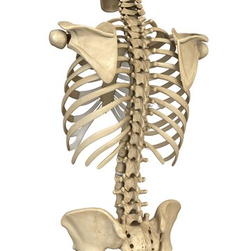 3D rendered human skeleton anatomy view.