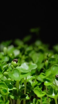 Growing plants time-lapse on dark fertile soil, symbol of business growth and success.
