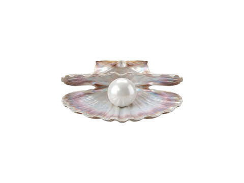 Large shiny pearl inside open seashell isolated on transparent background