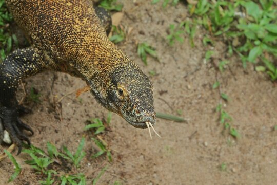 A close-up of a young komodo dragon staring while flicking its tongue