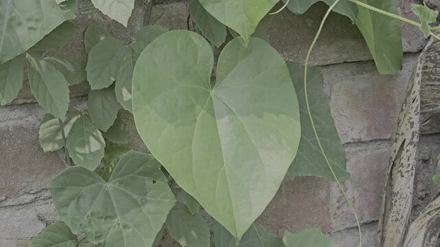 This photo showcases lush green, heart-shaped vine leaves climbing naturally over a weathered brick wall. Valentine's Day concept.
