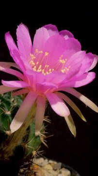 Cactus flower opening time-lapse, isolated on clean background.