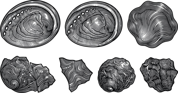 Vintage Woodcut Style Abalone Seashells and Crusted Ocean Rocks Vector Graphic Set with Highly Detailed Ink Engraving Linocut Textures