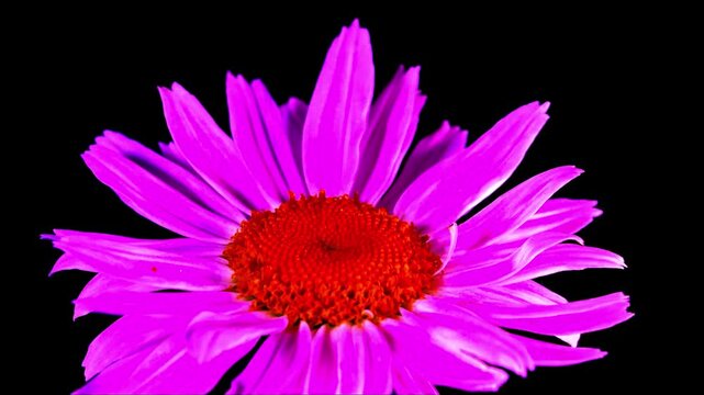 Vibrant purple aster flower blooming isolated on black background