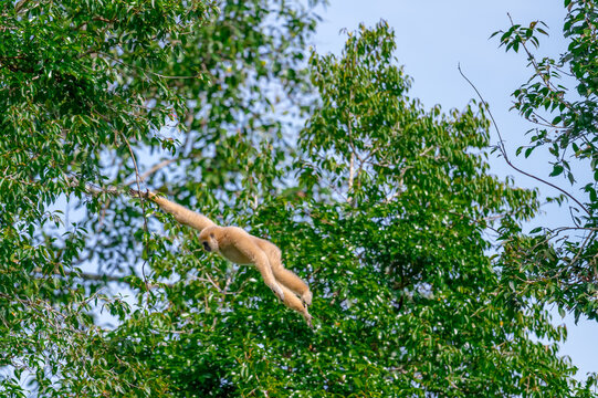 White-handed gibbon or Gibbons on trees, gibbon hanging from the tree branch. Animal in the wild, KhaoYai National Park, Thailand.
