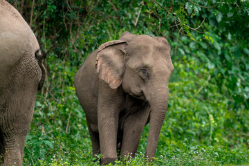 Fototapeta premium Its body is gray, its snout is called the trunk. The trunk of the Asian elephant has only one beak. Nakhon Ratchasima, Thailand.