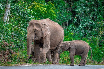 Fototapeta premium Its body is gray, its snout is called the trunk. The trunk of the Asian elephant has only one beak. Nakhon Ratchasima, Thailand.
