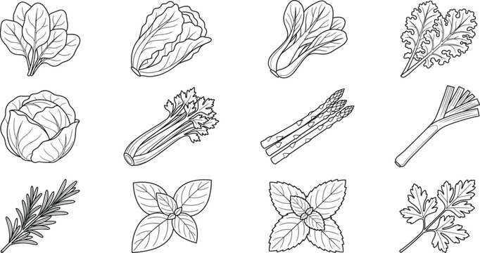 Vegetable and Herb Line Art Illustrations Featuring Spinach, Lettuce, Kale, Celery, and Basilint