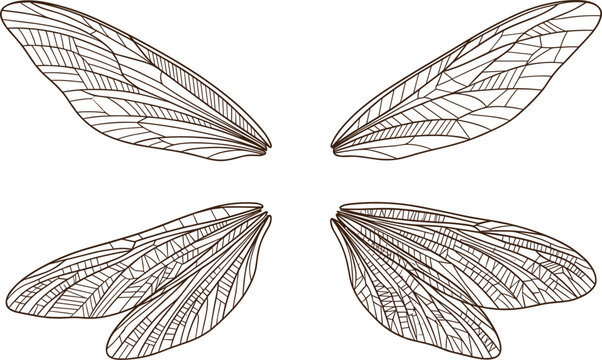 Detailed dragonfly wings set featuring intricate translucent vein patterns for insect fairy or cicada costume design vector