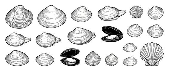 Collection of Hand-Drawn Shells and Bivalves © Isun