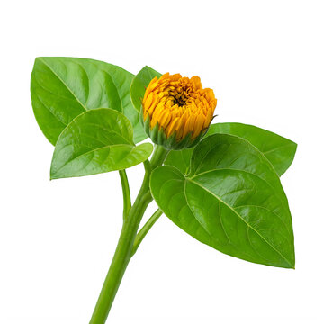 A single orange zinnia flower bud with green leaves on a stem