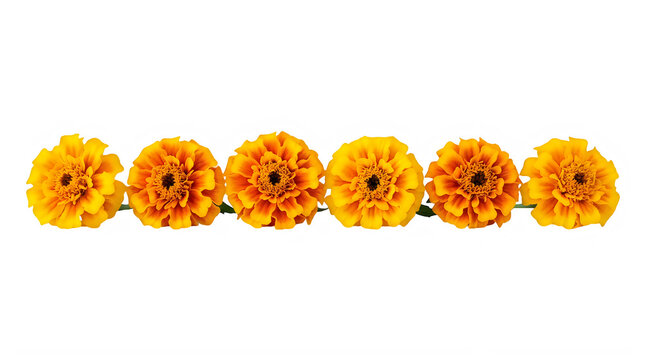 Row of bright orange marigold flowers arranged in a straight line