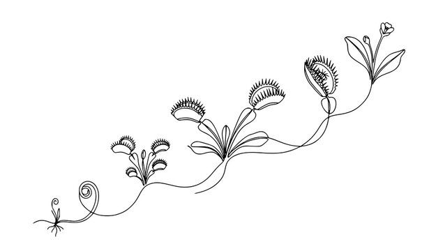 Title:
Minimal Continuous Line Venus Flytrap Botanical Illustration with Multiple Trap Growth Stages