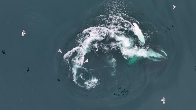 Humpback whale lunges through surface with mouth agape, white foam churning around dark body as seabirds circle above turquoise pectoral fin near Iceland coastal waters. Aerial drone top down