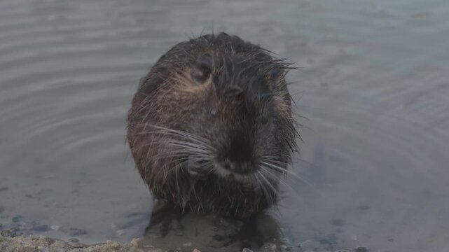 Close-up footage of a wild coypu (nutria) grooming itself on the shore of a small lake near Dnipro, Ukraine.