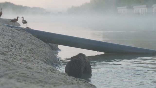 Scenic Downsampled 8K footage of two wild coypus playfully interacting in a foggy lake at sunrise with ducks in the background near Dnipro, Ukraine.