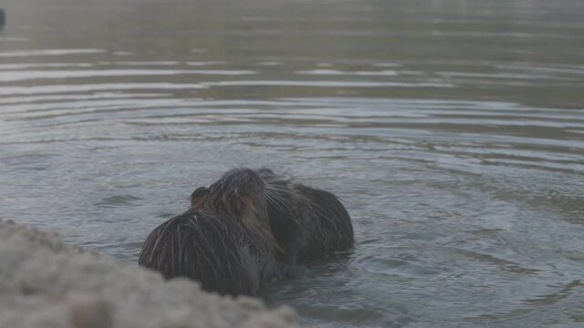 Close-up downsampled 8K footage of two wild coypus playfully wrestling and interacting in shallow water near Dnipro, Ukraine.