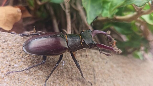 Macro close-up of a male stag beetle (Lucanus cervus) resting motionless on the edge of a stone wall, highlighting its large mandibles, glossy exoskeleton and natural habitat.