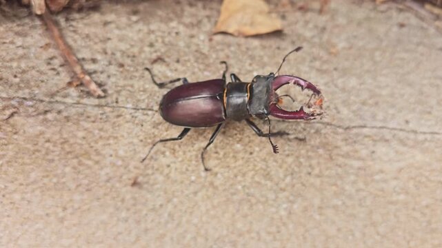 Top view macro close-up of a male stag beetle (Lucanus cervus) walking across a stone wall, highlighting its impressive mandibles, glossy exoskeleton and natural behavior in an outdoor environment.