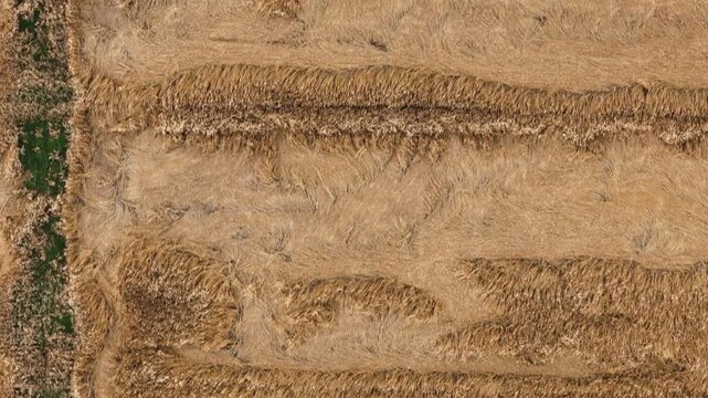 Mature barley (Hordeum vulgare) forms irregular lodged patterns across a golden agricultural field approaching harvest, viewed directly from above, top-down drone flyover.