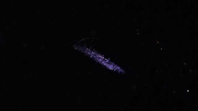 A transparent polychaete worm swimming with parapodia in the deep Atlantic ocean.