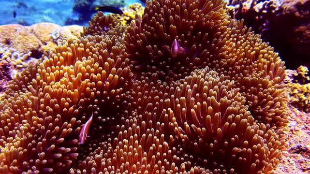 Close-up underwater footage of a sea anemone with anemonefish sheltering among its tentacles on a healthy tropical coral reef. Vibrant marine life, natural symbiosis and colorful reef habitat.