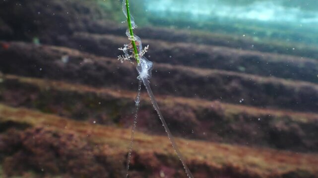 Close-up of a Cymodocea nodosa seagrass leaf with an attached jellyfish tentacle.