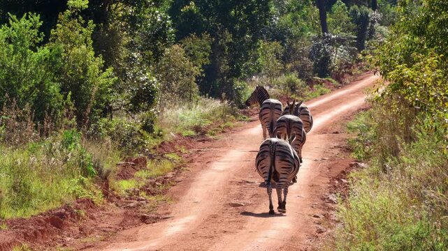 Herd of zebras walk in slomo on gravel double track of game reserve, rear view