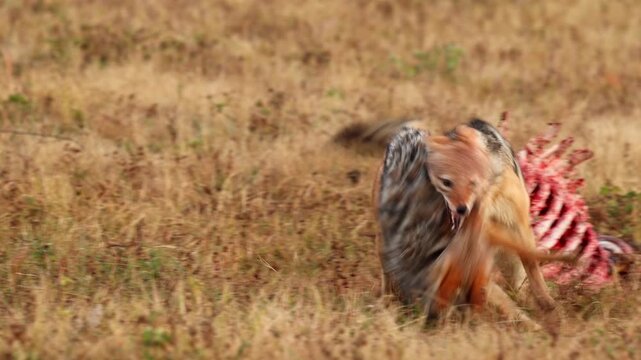 Aggressive black-backed jackal attacks an intruder getting too close to carcass