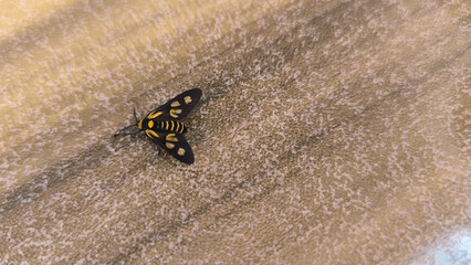 Close up of tiger moth perched on a textured fabric surface © deni