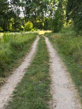 Unpaved Dirt Track Splitting Through Green Countryside Vegetation