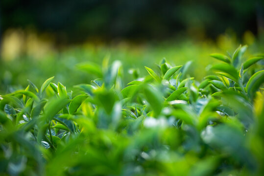 Close up Tree tea plant green nature in morning. Drinking organic relax heath plant. Tree tea plantations in morning sun light. Green tea tree farm. Fresh plantations mountain green landscape