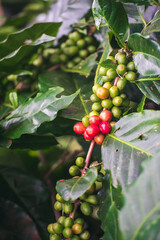 Vertical Horizon Ripe Red coffee bean berry plant fresh seed coffee tree growth green eco organic farm. Fresh green coffee bean. plant farm woman Hands harvest raw coffee beans. Red Ripe Nature © aFotostock