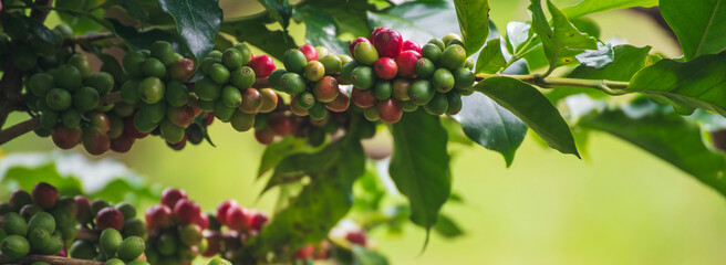 Obraz premium Banner ripe red coffee plant farm woman Hands harvest raw coffee beans. panoramic Ripe Red coffee tree growth green eco organic farm. Banner bean berry plant fresh green seed. Harvest red bean seed