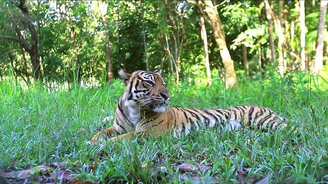 A majestic Sumatran tiger rests peacefully in a sunlit grassy clearing deep within the lush tropical rainforest of Sumatra, Indonesia. Surrounded by dense jungle vegetation