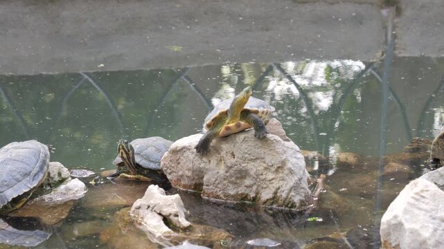Water terrapins sunbathing on rocks in a pond at the National Garden of Athens, Greece