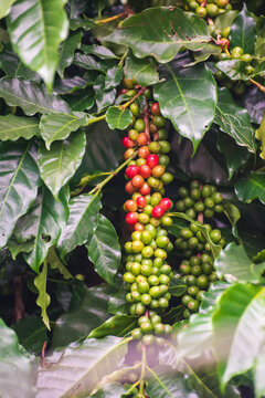 Vertical Ripe Red coffee bean berry plant fresh seed coffee tree growth green eco organic farm. Fresh green bean. plant farm woman Hands harvest raw coffee beans. Red Ripe Nature tropical fruit