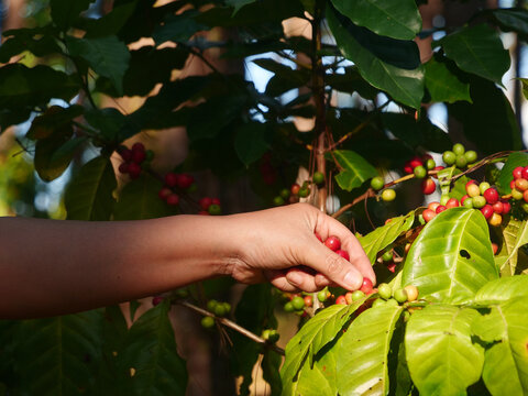 Close up hands harvest red coffee seed in basket robusta arabica plant farm. Ripe Red berries plant fresh seed tree growth in green eco farm. Ripe Red berries plant fresh seed coffee tree growth in