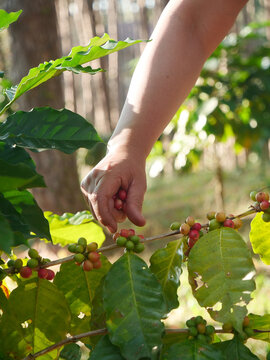 Coffee plant farm woman Hands harvest raw coffee beans. Close up hands harvest red seed in basket robusta arabica plant farm. Ripe Red berries plant fresh seed coffee tree growth in green eco farm.