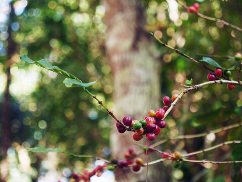 Ripe Red coffee bean berry plant fresh seed coffee tree growth in green eco organic farm. Red seed coffee bean green leaf robusta arabica berries ripe harvest for coffee farm garden. Close up fresh