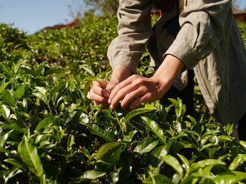 Man Hand holding harvest picking black green tea herbal agriculture. Woman work Black Tea farm harvest. hand harvest green tea tree picking bud young tender camellia sinensis leaves organic farm
