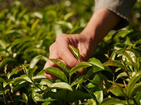 Man Hand holding harvest picking black green tea herbal agriculture. Woman work Black Tea farm harvest. hand harvest green tea tree picking bud young tender camellia sinensis leaves organic farm