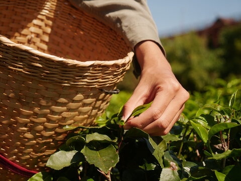 Man Hand holding harvest picking black green tea herbal agriculture. Woman work Black Tea farm harvest. hand harvest green tea tree picking bud young tender camellia sinensis leaves organic farm