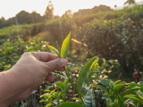 Woman work Black Tea farm harvest. Woman hand plucking green tea tree picking bud young tender camellia sinensis leaves organic farm. Banner Woman Hand holding harvest plucking black green tea