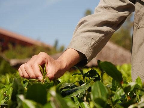 Hands harvest Green tea tree leaves field Fresh young tender herbal in farm. Farmer basket Green tea tree plant camellia sinensis organic farm. Close up hands picking Tree tea plantations mountain