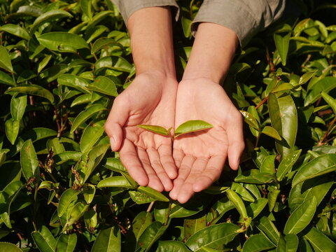 Man Hand holding harvest picking black green tea herbal agriculture. Woman work Black Tea farm harvest. hand harvest green tea tree picking bud young tender camellia sinensis leaves organic farm