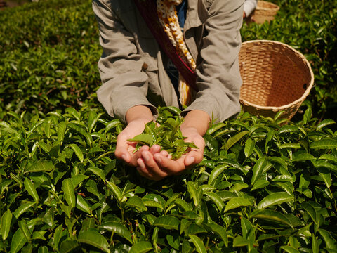 Hands harvest Green tea tree leaves field Fresh young tender herbal in farm. Farmer basket Green tea tree plant camellia sinensis organic farm. Close up hands picking Tree tea plantations mountain